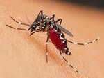 west nile virus