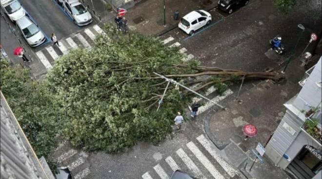 albero caduto vomero