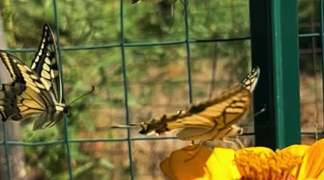 Alcune zone della Costiera Oasi per le farfalle: i Macaoni