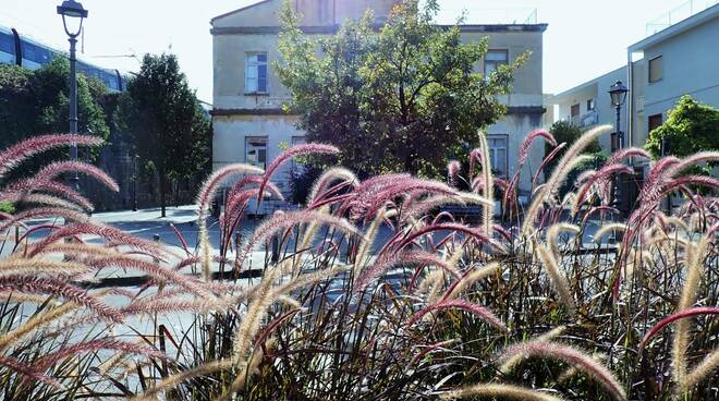 L'ELEGANTE PENNISETUM DI VIA BALSAMO A SANT'AGNELLO.