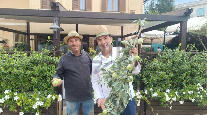 La Mela Limoncella di Sant' Agata un tesoro che merita di essere Presidio Slow Food