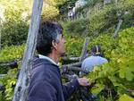 Vendemmia a Positano nel giardino di Antonello