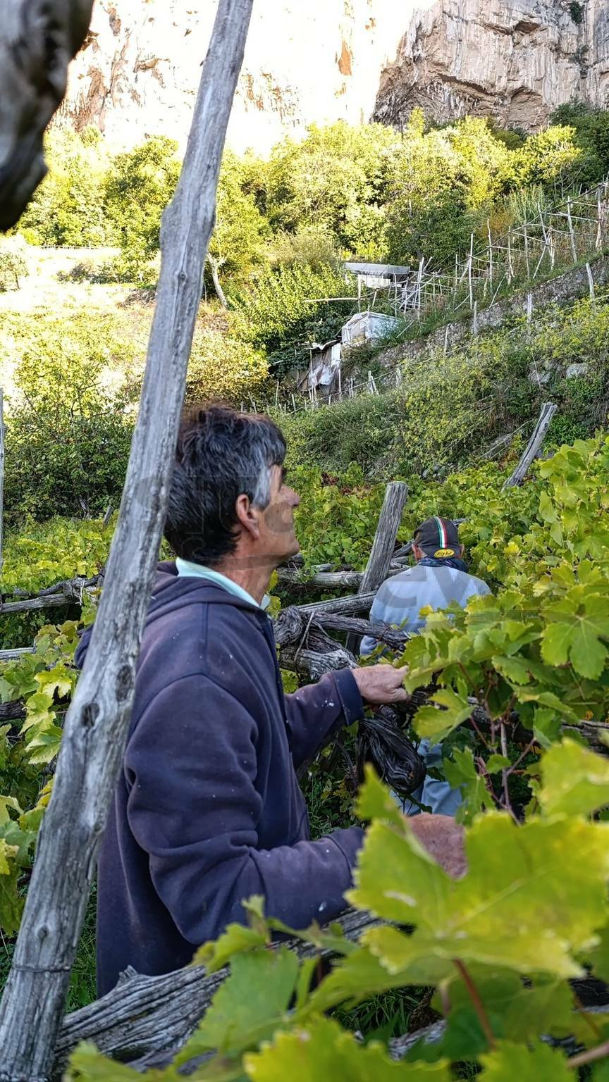 Vendemmia a Positano nel giardino di Antonello