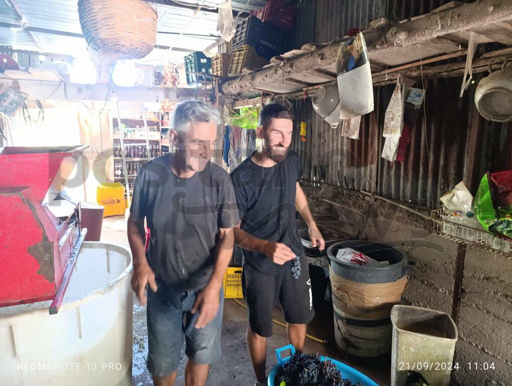 Vendemmia a Positano nel giardino di Antonello