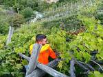 Vendemmia a Positano nel giardino di Antonello