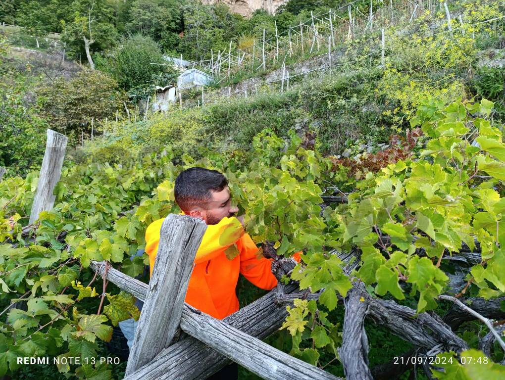 Vendemmia a Positano nel giardino di Antonello