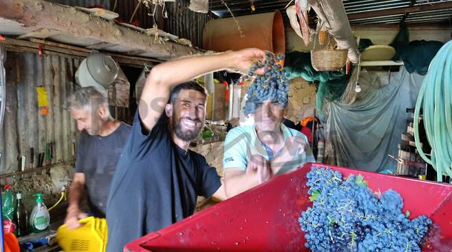 Vendemmia a Positano nel giardino di Antonello